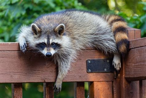 Can raccoons be stopped from befouling Livermore yard with stinky poo?